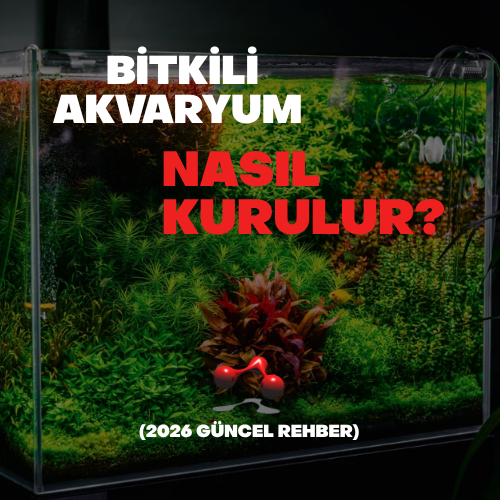 Bitkili Akvaryum Nasıl Kurulur? (2026 Güncel Rehber)